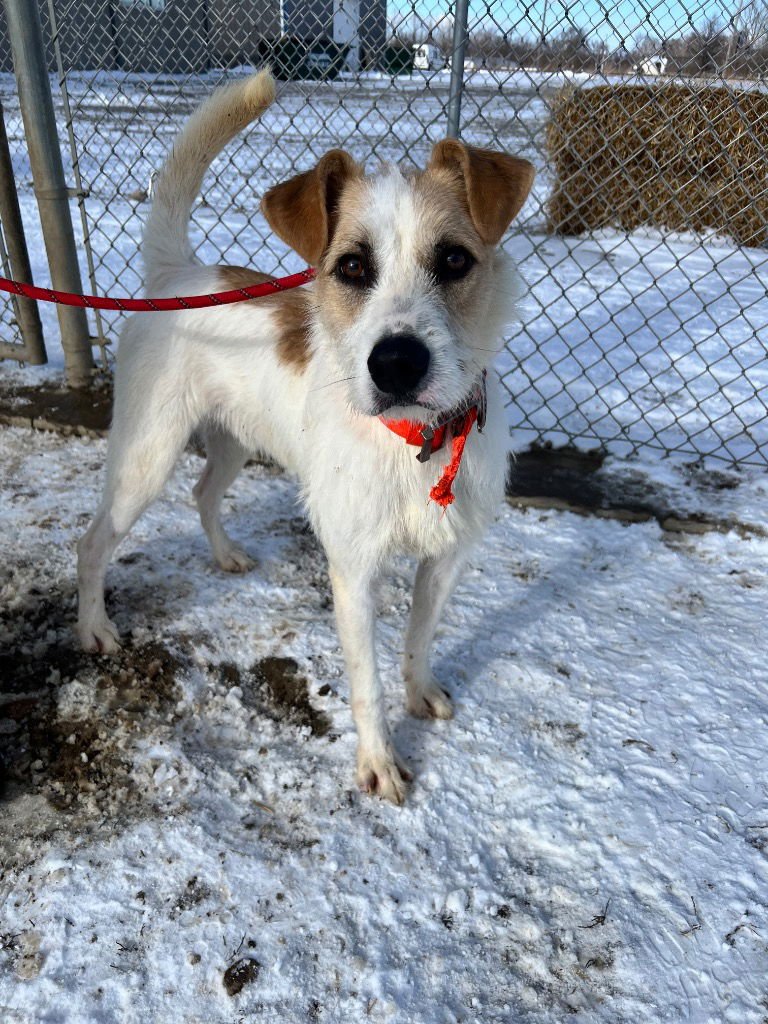 KING - Airedale Terrier available for adoption