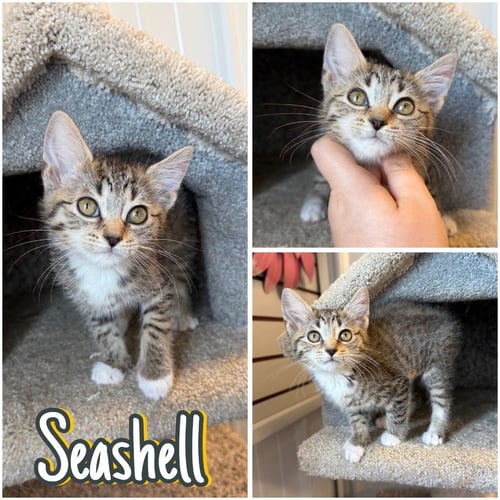 SEASHELL - Domestic Short Hair available for adoption