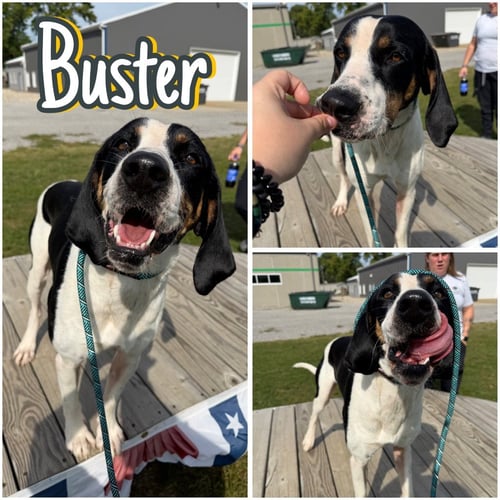 BUSTER - Coonhound available for adoption