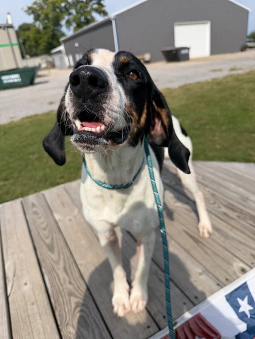 BUSTER - Coonhound available for adoption