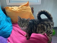 Nefertiti (Neffy) - Photo 2