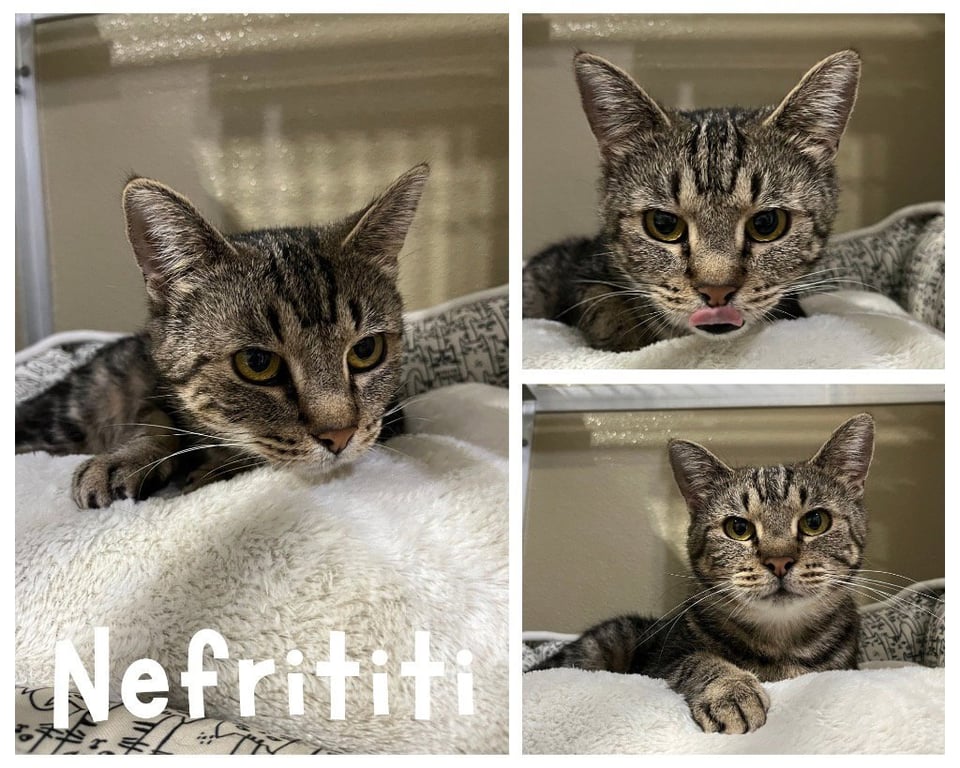 Nefertiti (Neffy) Image