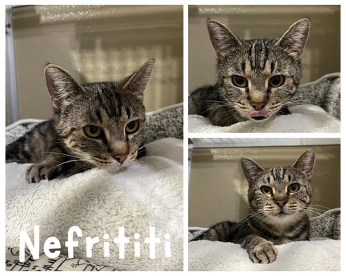 NEFERTITI (NEFFY) - Domestic Short Hair available for adoption
