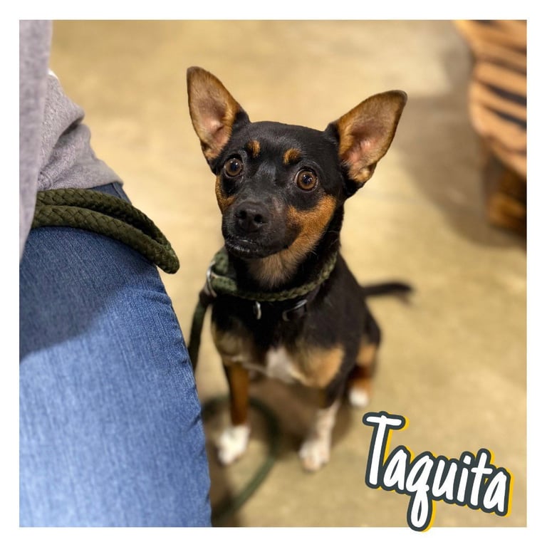 Taquita Image