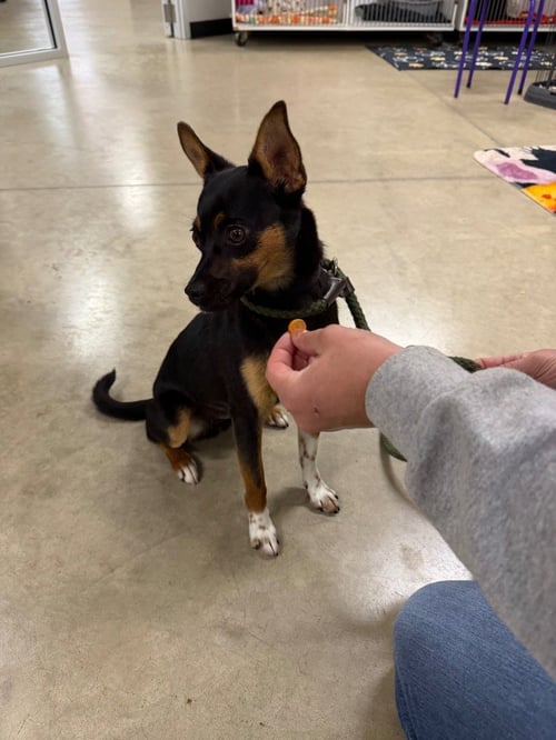 TAQUITA - Chihuahua available for adoption
