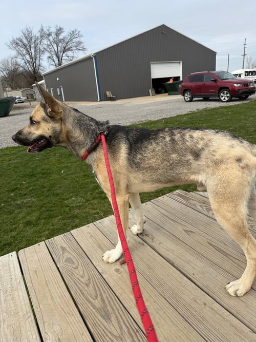 KINGSTON - German Shepherd Dog / Husky available for adoption