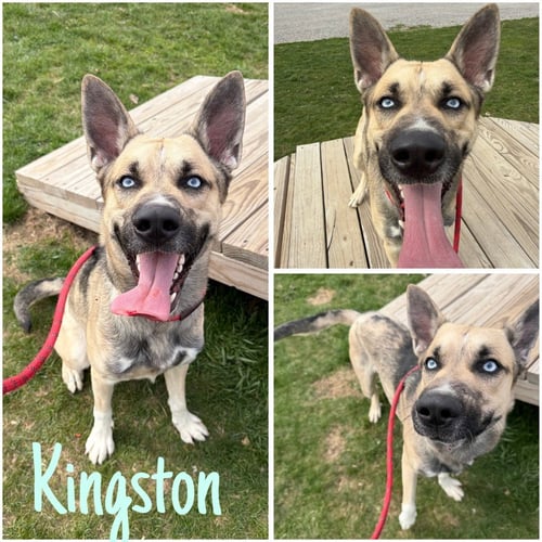 KINGSTON - German Shepherd Dog / Husky available for adoption