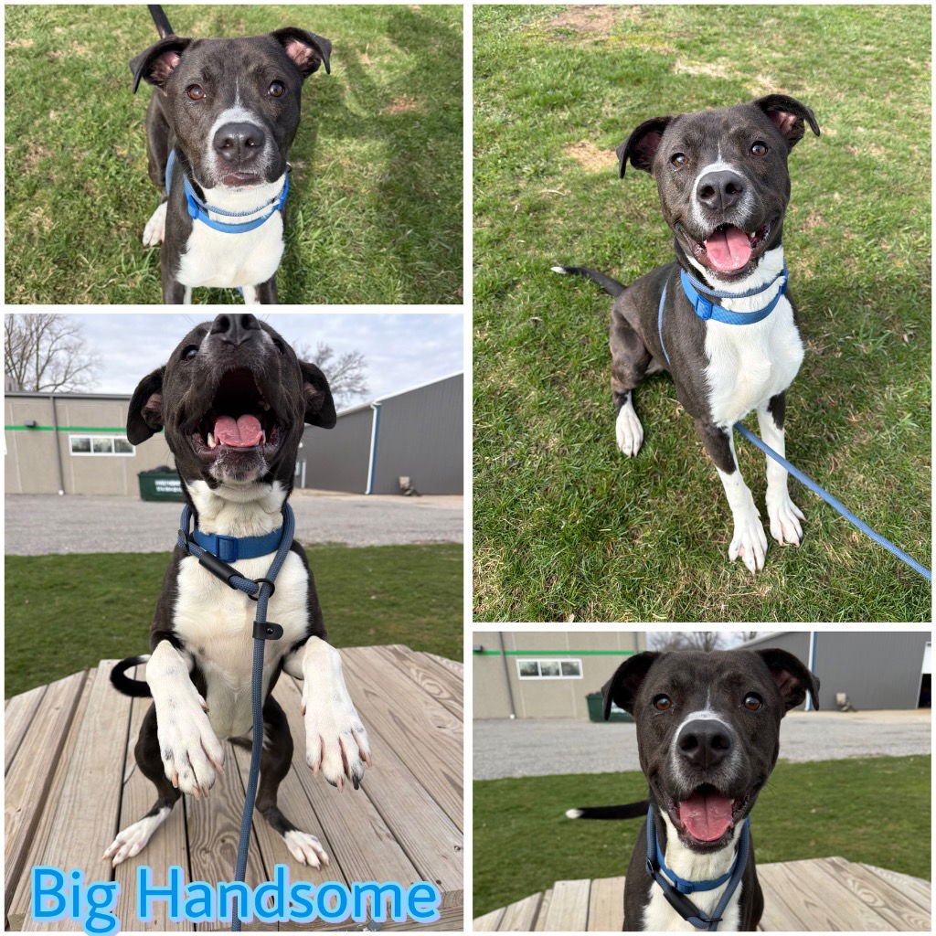 BIG HANDSOME - American Staffordshire Terrier for adoption in Fort Wayne