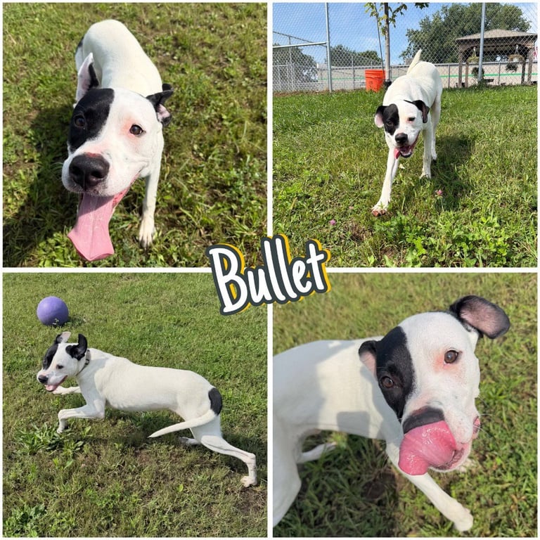 Bullet Image
