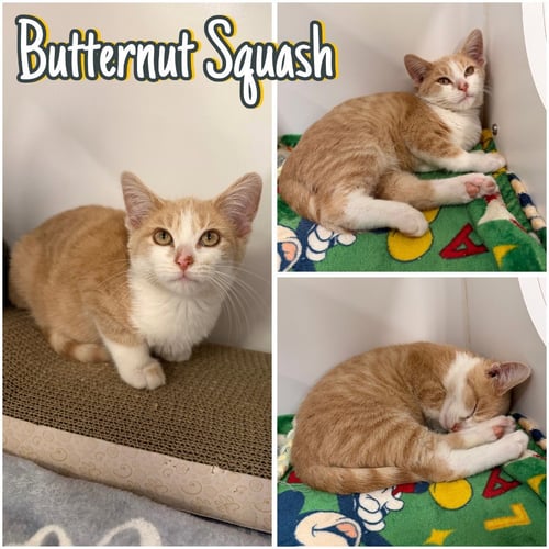 BUTTERNUT SQUASH - Domestic Short Hair available for adoption