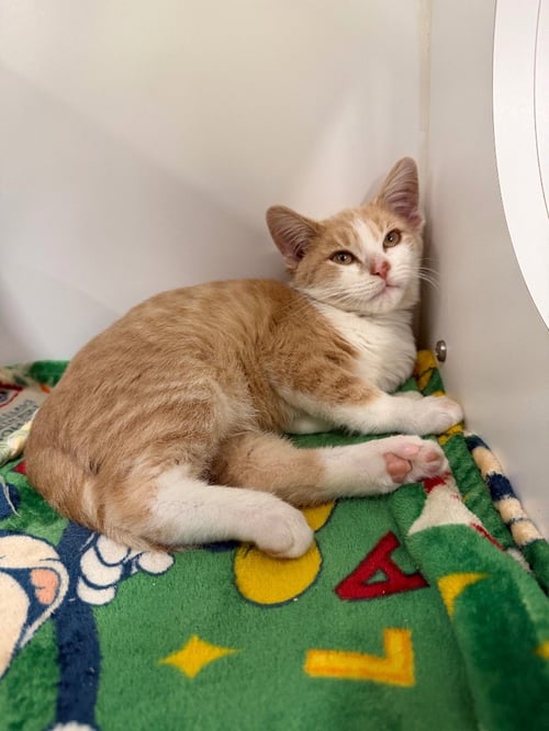 BUTTERNUT SQUASH - Domestic Short Hair available for adoption