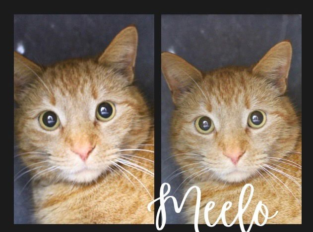 MEELO - Domestic Short Hair available for adoption