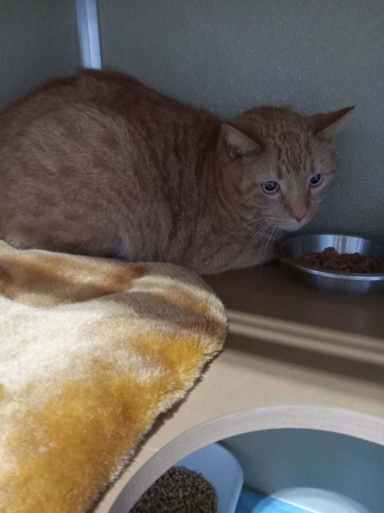 MEELO - Domestic Short Hair available for adoption