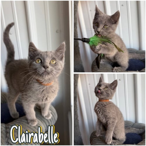 CLAIRABELLE - Domestic Short Hair available for adoption