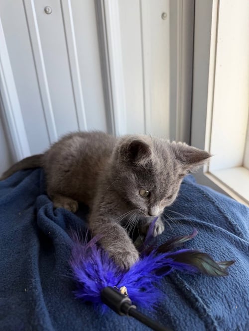 CLAIRABELLE - Domestic Short Hair available for adoption