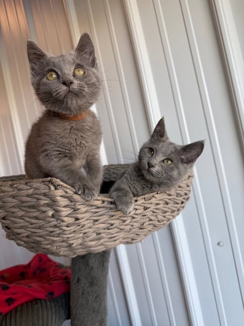 CLAIRABELLE - Domestic Short Hair available for adoption
