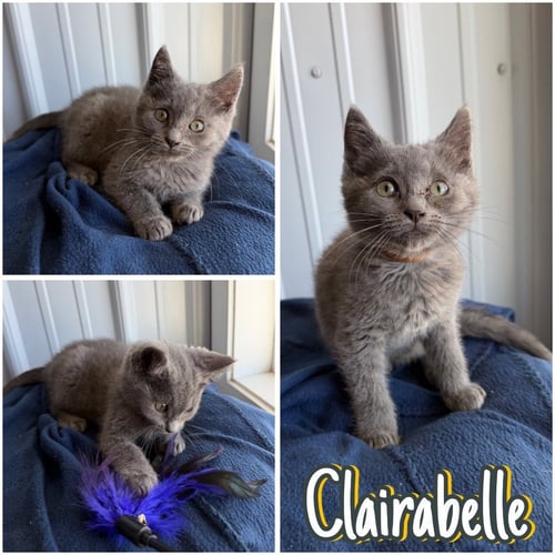 CLAIRABELLE - Domestic Short Hair available for adoption