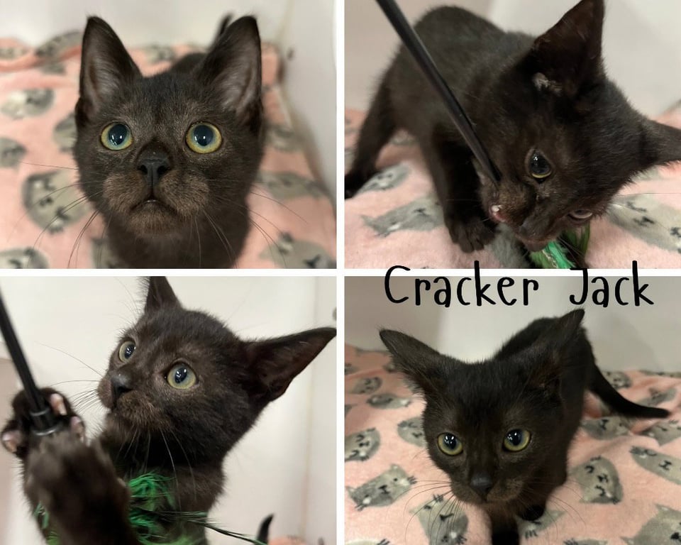 Cracker Jack Image