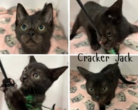 Cracker Jack - Photo 1