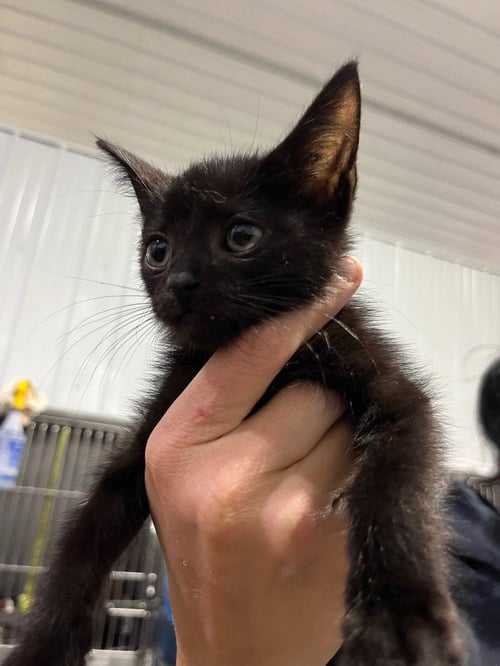 CRACKER JACK - Domestic Short Hair available for adoption