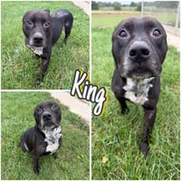 King - Photo 1