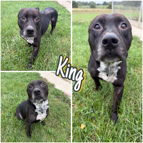 KING - American Staffordshire Terrier available for adoption