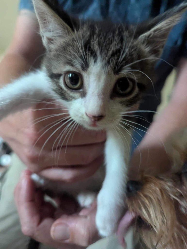 Cal (Casper) - Photo 3