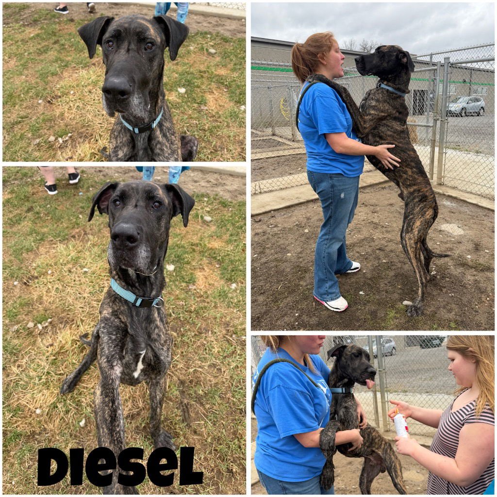 DIESEL - Great Dane available for adoption