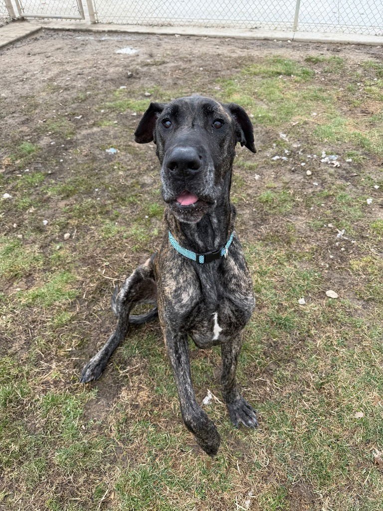DIESEL - Great Dane available for adoption