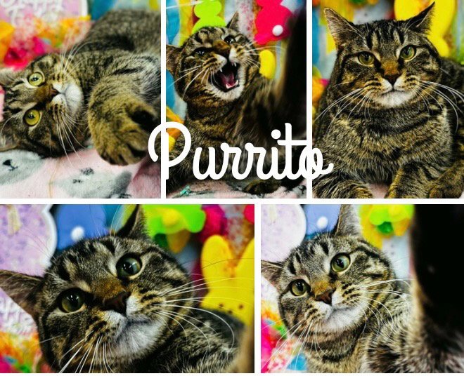 Purrito- LONG TERM 7*10*25 Image