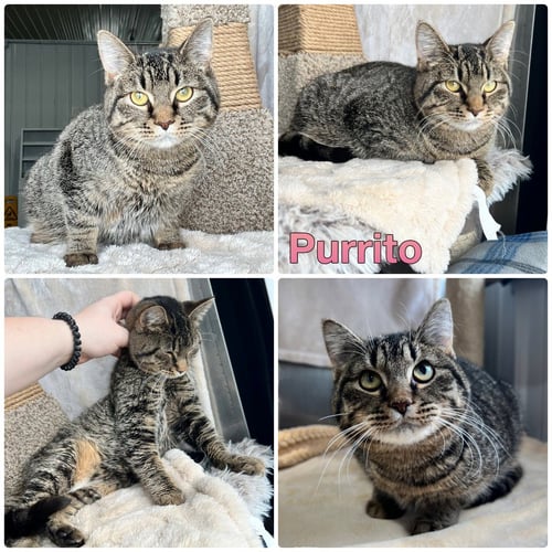 PURRITO- LONG TERM 7*10*25 - Domestic Short Hair available for adoption