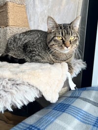 Purrito- LONG TERM 7*10*25 - Photo 3