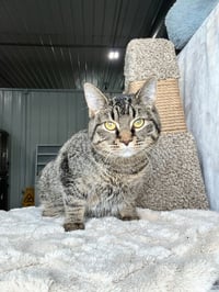 Purrito- LONG TERM 7*10*25 - Photo 4