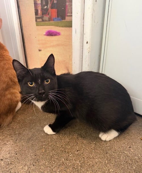 CARAMEL APPLE - Domestic Short Hair available for adoption