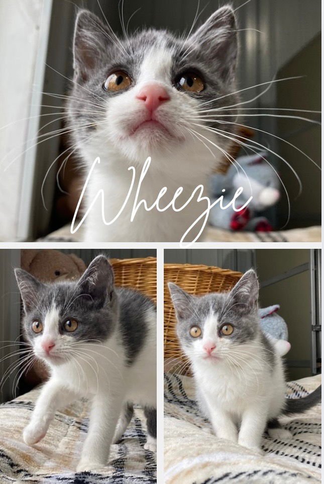 WHEEZIE - Domestic Short Hair available for adoption