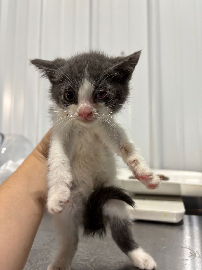 WHEEZIE - Domestic Short Hair available for adoption