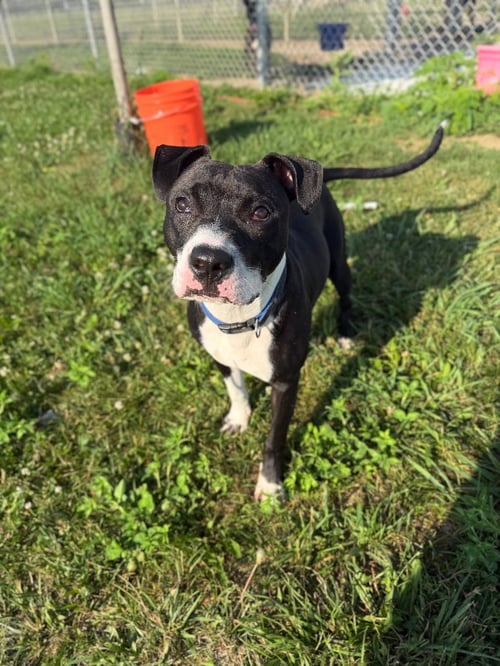 ROGER - American Staffordshire Terrier available for adoption