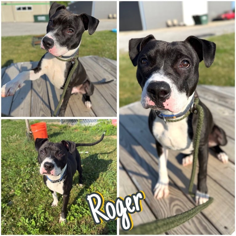 Roger Image