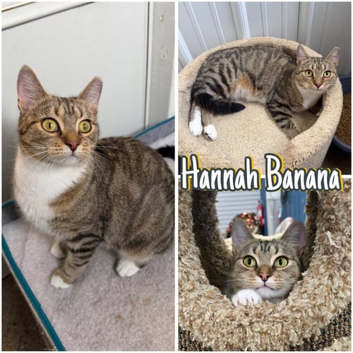 HANNAH BANANA - Domestic Short Hair available for adoption