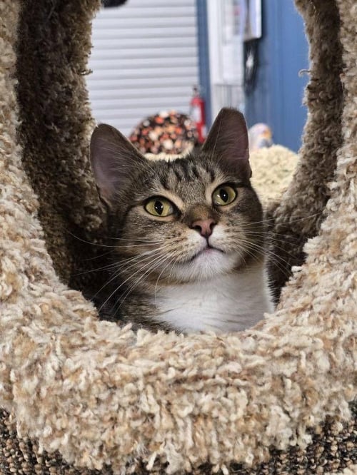 HANNAH BANANA - Domestic Short Hair available for adoption