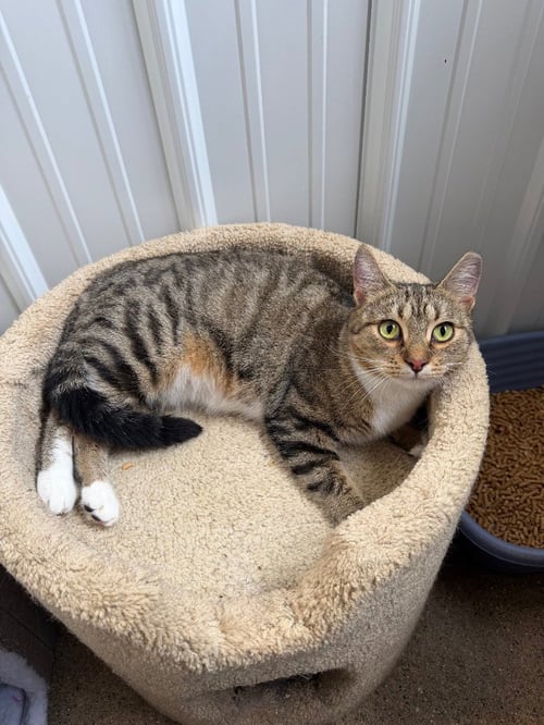 HANNAH BANANA - Domestic Short Hair available for adoption
