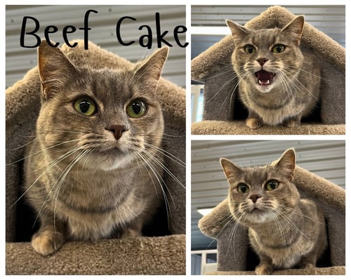 BEEF CAKE - Domestic Short Hair available for adoption