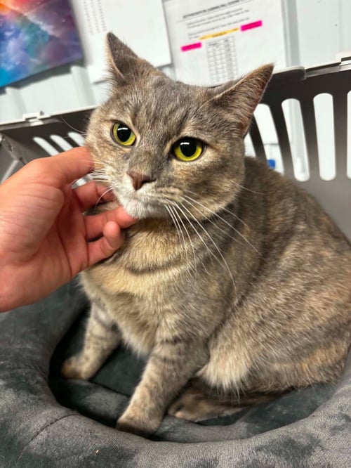 BEEF CAKE - Domestic Short Hair available for adoption