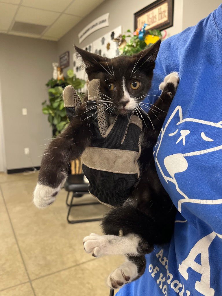 Stimpy- LONG TERM 7*12*25 - Photo 3