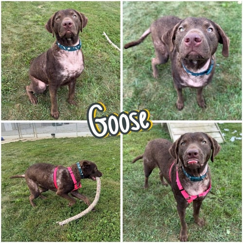 GOOSE - Chesapeake Bay Retriever available for adoption