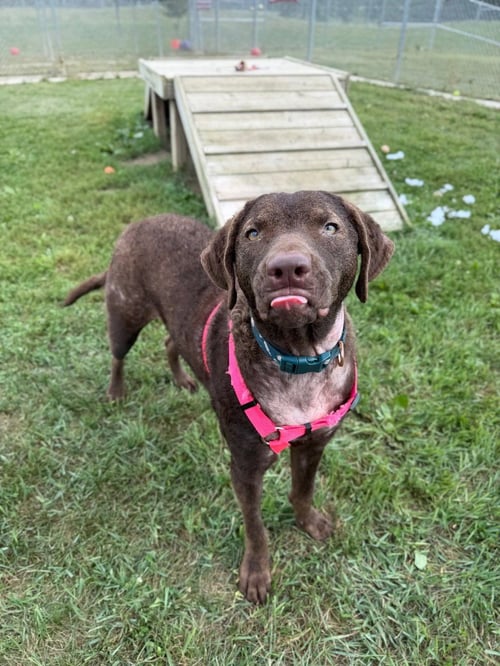 GOOSE - Chesapeake Bay Retriever available for adoption