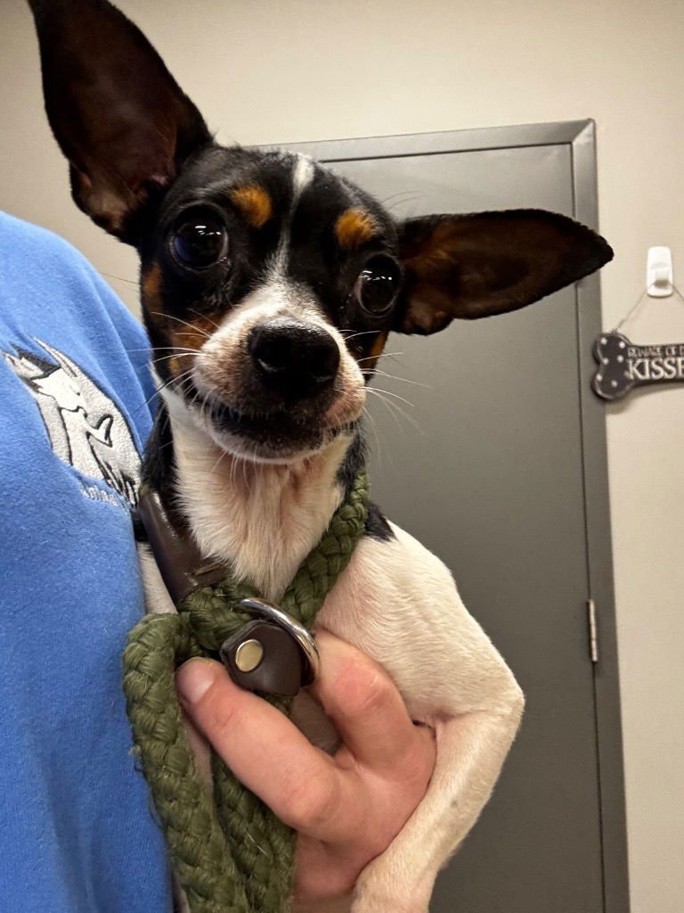 SPOT - Chihuahua / Jack Russell Terrier available for adoption