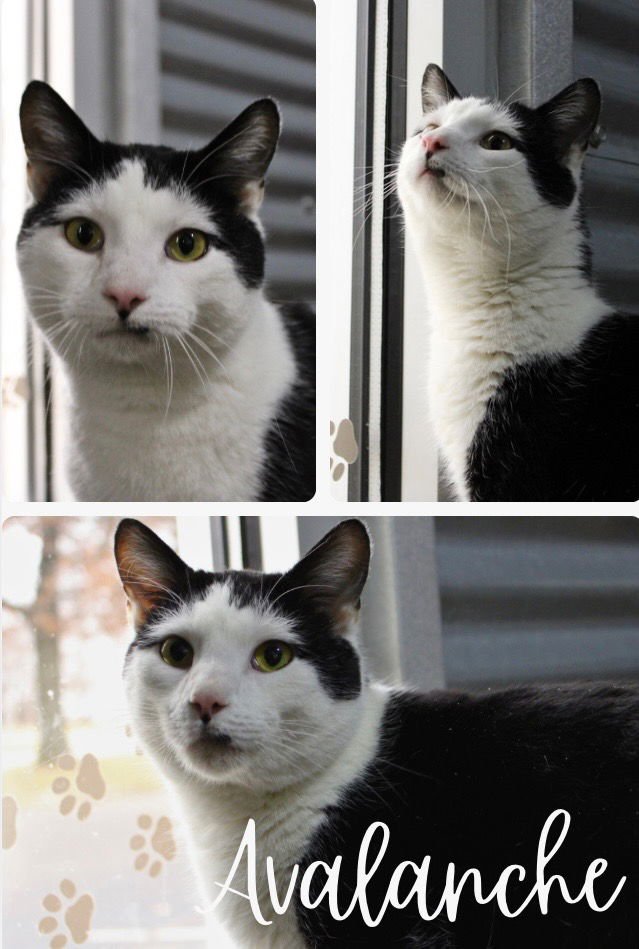 AVALANCHE- SILO - Domestic Short Hair available for adoption