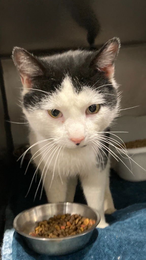 AVALANCHE- SILO - Domestic Short Hair available for adoption