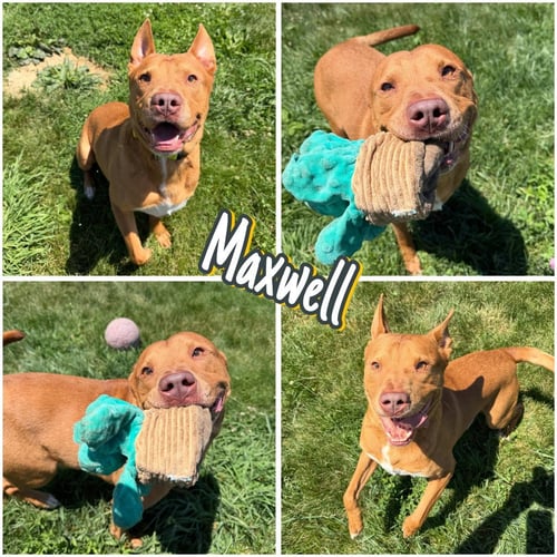 MAXWELL - American Staffordshire Terrier / Australian Cattle Dog/Blue Heeler for adoption in Fort Wayne